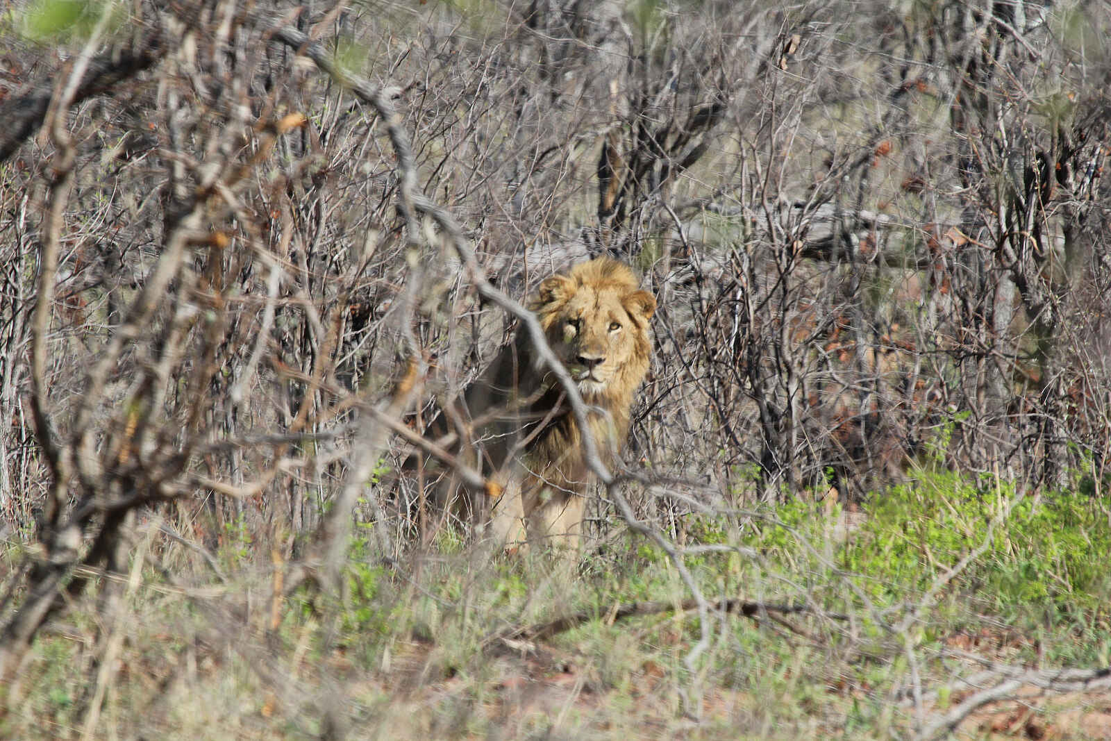 Chilo Gorge Safari Lodge: Löwe Chilo Gorge Safari Lodge: Löwe