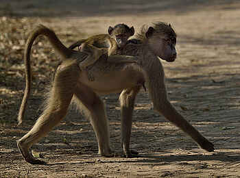 Muzimu Lodge: Pavian Muzimu Lodge: Pavian