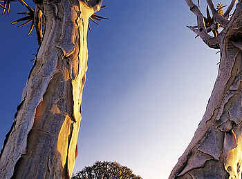 Canyon Lodge: Köcherbäume Canyon Lodge: Köcherbäume