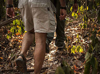 Greystoke Mahale: Durch den Dschungel Greystoke Mahale: Durch den Dschungel