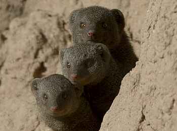 Camp Hwange: Neugierige Zwergmangusten Camp Hwange: Neugierige Zwergmangusten