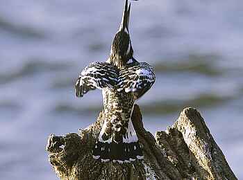 Konkamoya Lodge: Pied Kingfisher - Ceryle rudis Konkamoya Lodge: Pied Kingfisher - Ceryle rudis