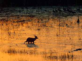 Sitatunga Private Island Camp: Abendstimmung im Delta Sitatunga Private Island Camp: Abendstimmung im Delta