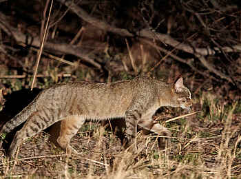 Konkamoya Lodge: Afrikanische Wildkatze Konkamoya Lodge: Afrikanische Wildkatze