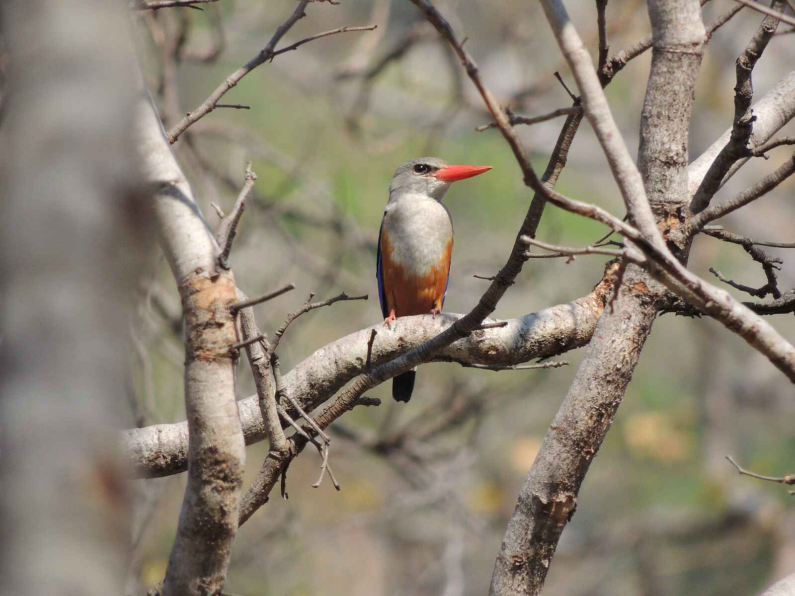 Wasa Lodge: Grey-headed Kingfisher Wasa Lodge: Grey-headed Kingfisher