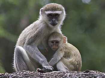 Konkamoya Lodge: Meerkatze mit Baby Konkamoya Lodge: Meerkatze mit Baby