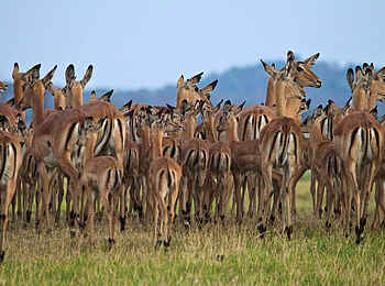 Konkamoya Lodge: Impalaherde Konkamoya Lodge: Impalaherde