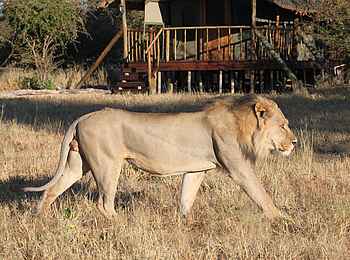 Dinaka Lodge: Schwarzmähnen-Löwe Dinaka Lodge: Schwarzmähnen-Löwe