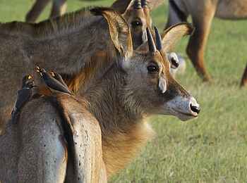 Konkamoya Lodge: Pferdeantilope mit Oxpeckern Konkamoya Lodge: Pferdeantilope mit Oxpeckern