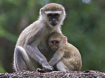 Konkamoya Lodge: Grüne Meerkatze Konkamoya Lodge: Grüne Meerkatze