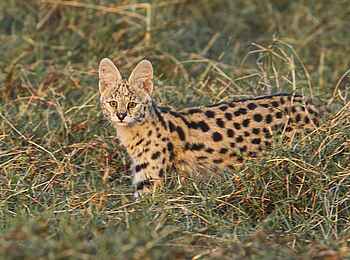 Konkamoya Lodge: Serval Konkamoya Lodge: Serval