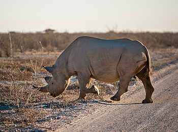 Etosha King Nehale: Ein Spitzmaulnashorn Etosha King Nehale: Ein Spitzmaulnashorn