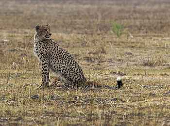 Konkamoya Lodge: Gepard Konkamoya Lodge: Gepard