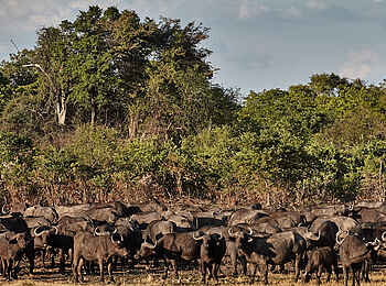 Konkamoya Lodge: Büffelherde Konkamoya Lodge: Büffelherde