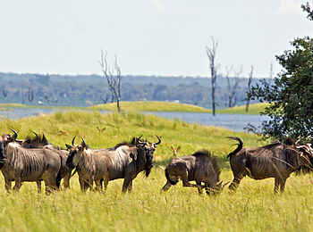 Konkamoya Lodge: Gnus Konkamoya Lodge: Gnus