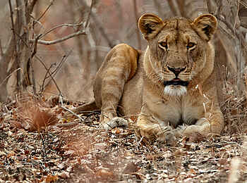 Konkamoya Lodge: Ruhende Löwin Konkamoya Lodge: Ruhende Löwin