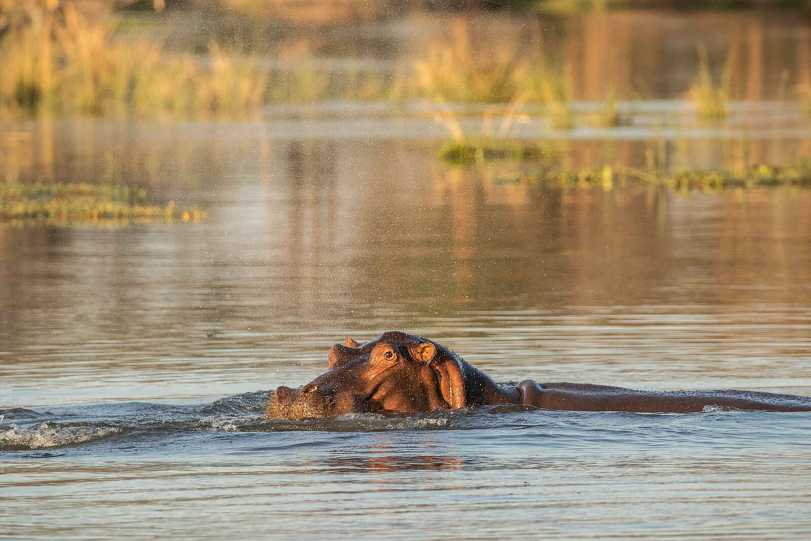 Amanzi Camp: Nilpferd im Fluss Amanzi Camp: Nilpferd im Fluss