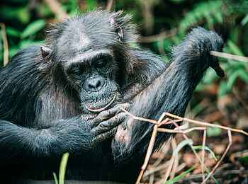 Greystoke Mahale Lodge: Läuse suchen Greystoke Mahale Lodge: Läuse suchen