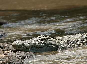 Legendary Nyasi Tented Camp: Krokodil Legendary Nyasi Tented Camp: Krokodil