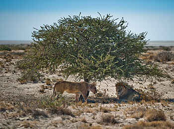 Etosha King Nehale: Ein Löwenpaar im Schatten eines Baums Etosha King Nehale: Ein Löwenpaar im Schatten eines Baums