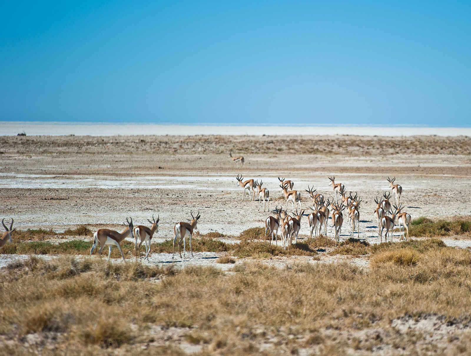 Etosha King Nehale: Eine Springbock Herde Etosha King Nehale: Eine Springbock Herde